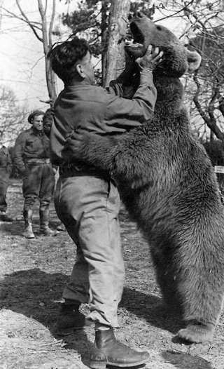 Illustration for article titled The Incredible Story of Wojtek, the Soldier Bear